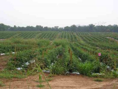 Preserving the Bounty: Freezing Tomatoes Image
